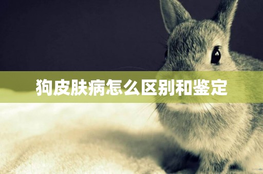 狗皮膚病怎么區別和鑒定