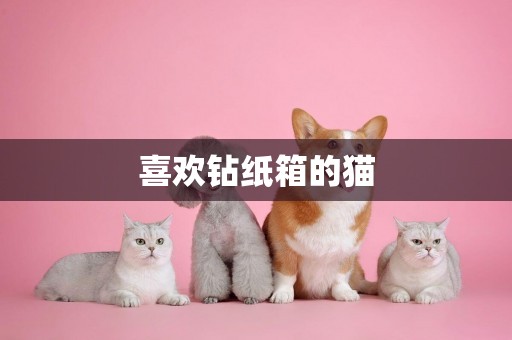 喜歡鉆紙箱的貓