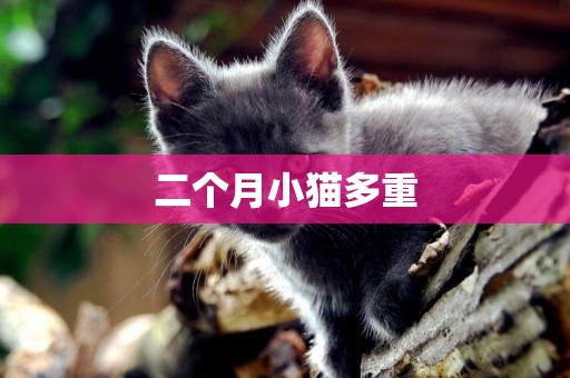 二個月小貓多重