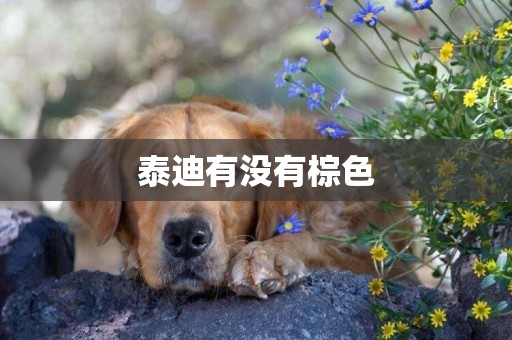 泰迪有沒有棕色