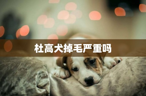 杜高犬掉毛嚴重嗎