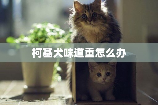 柯基犬味道重怎么辦