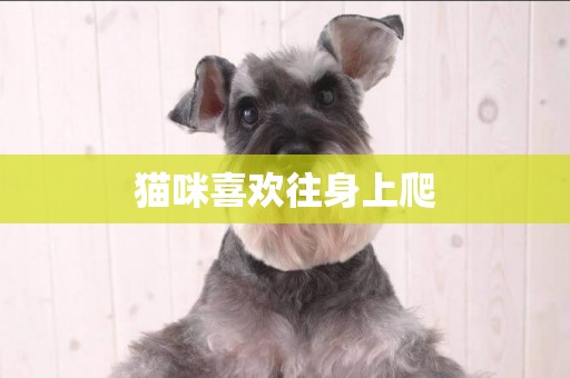 貓咪喜歡往身上爬