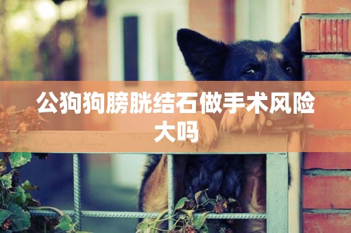 公狗狗膀胱結石做手術風險大嗎