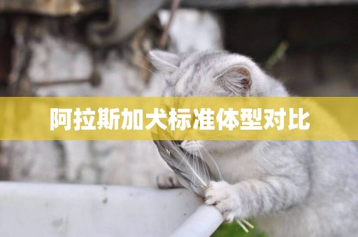 阿拉斯加犬標準體型對比