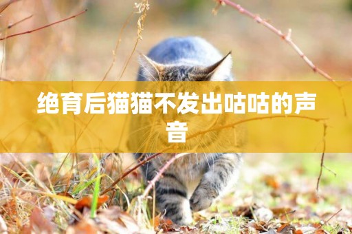 絕育后貓貓不發出咕咕的聲音