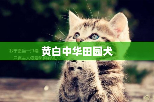黃白中華田園犬