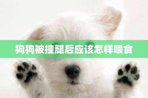 狗狗被撞腿后應該怎樣喂食