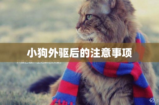 小狗外驅后的注意事項