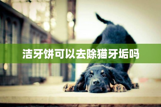 潔牙餅可以去除貓牙垢嗎