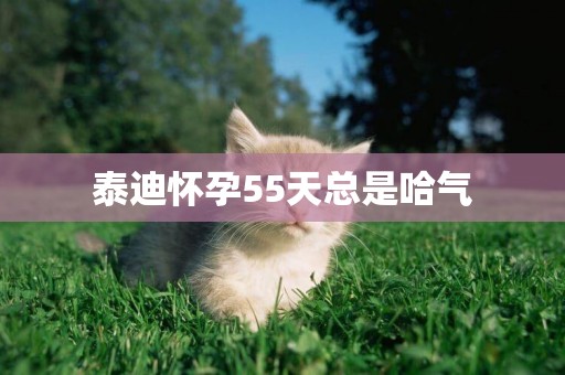 泰迪懷孕55天總是哈氣