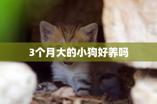3個月大的小狗好養嗎
