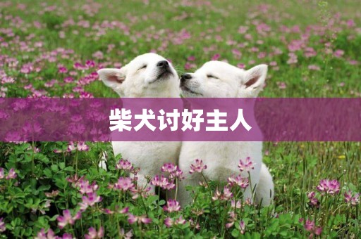柴犬討好主人