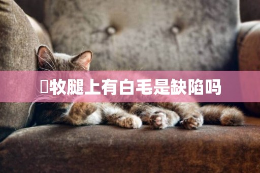 徳牧腿上有白毛是缺陷嗎
