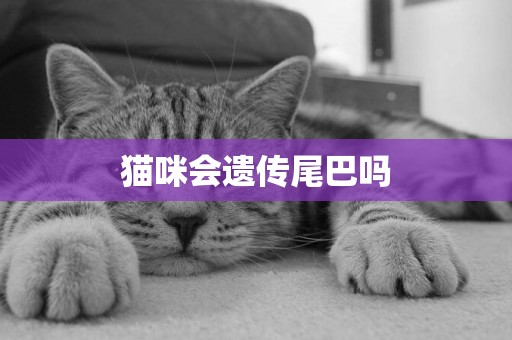 貓咪會遺傳尾巴嗎