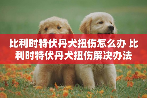 比利時特伏丹犬扭傷怎么辦 比利時特伏丹犬扭傷解決辦法