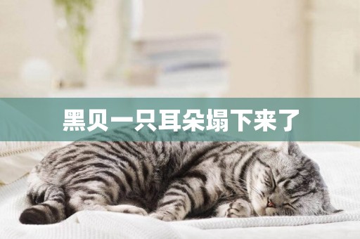 黑貝一只耳朵塌下來了