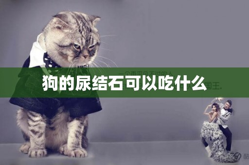 狗的尿結石可以吃什么