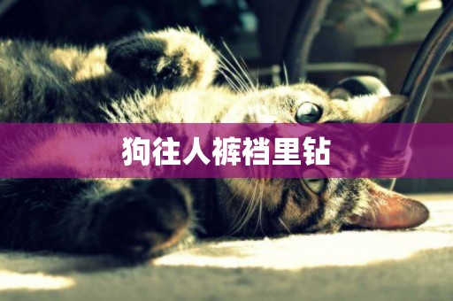 狗往人褲襠里鉆