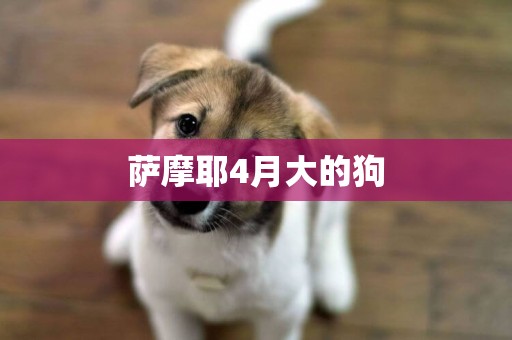 薩摩耶4月大的狗