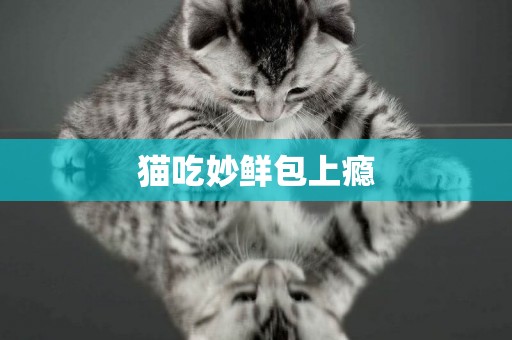 貓吃妙鮮包上癮