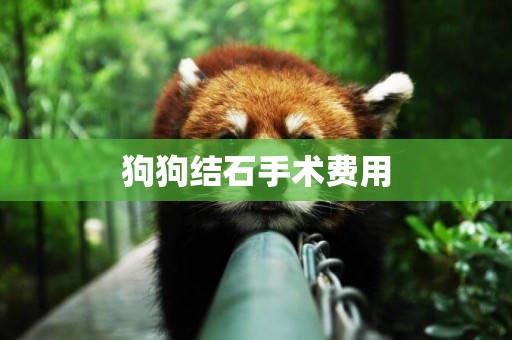 狗狗結石手術費用