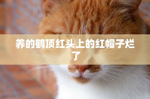 養的鶴頂紅頭上的紅帽子爛了
