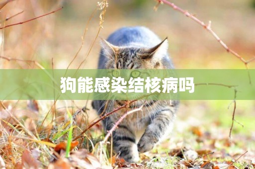 狗能感染結核病嗎