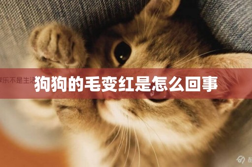 狗狗的毛變紅是怎么回事