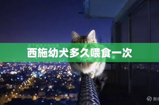西施幼犬多久喂食一次