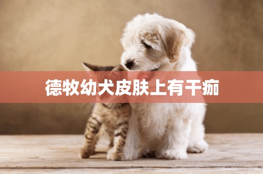 德牧幼犬皮膚上有干痂
