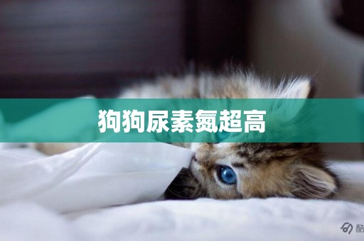 狗狗尿素氮超高
