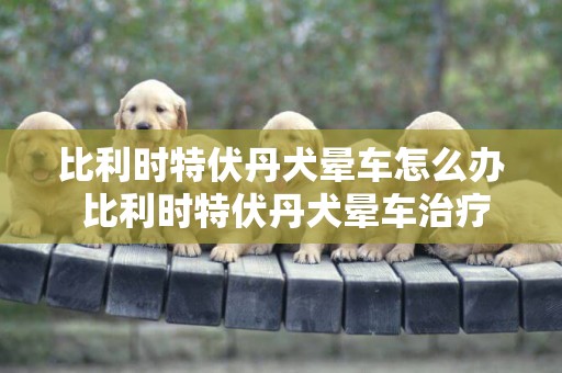 比利時特伏丹犬暈車怎么辦 比利時特伏丹犬暈車治療方法
