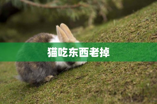 貓吃東西老掉