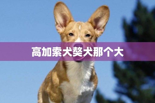 高加索犬獒犬那個大