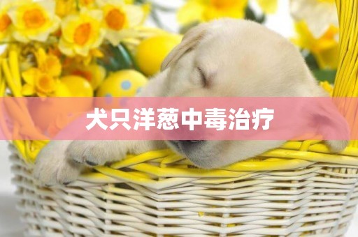 犬只洋蔥中毒治療