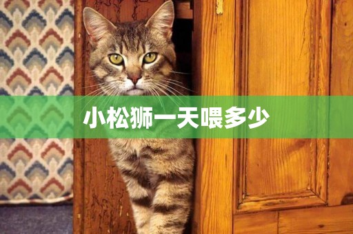 小松獅一天喂多少