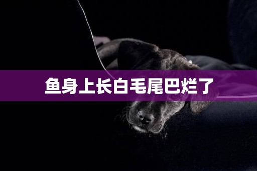 魚身上長白毛尾巴爛了