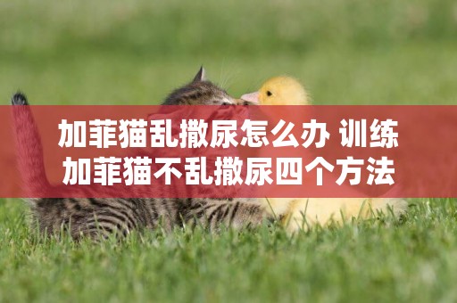 加菲貓亂撒尿怎么辦 訓練加菲貓不亂撒尿四個方法