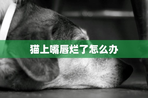 貓上嘴唇爛了怎么辦