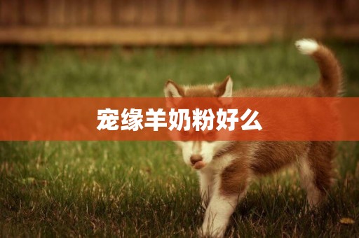 寵緣羊奶粉好么
