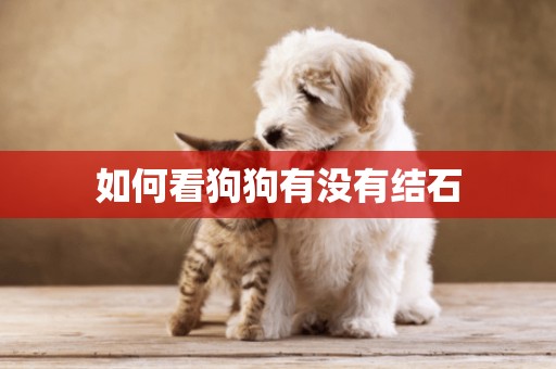 如何看狗狗有沒有結石
