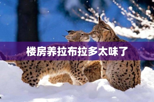 樓房養拉布拉多太味了