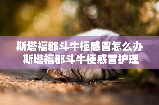 斯塔福郡斗牛梗感冒怎么辦 斯塔福郡斗牛梗感冒護理方法