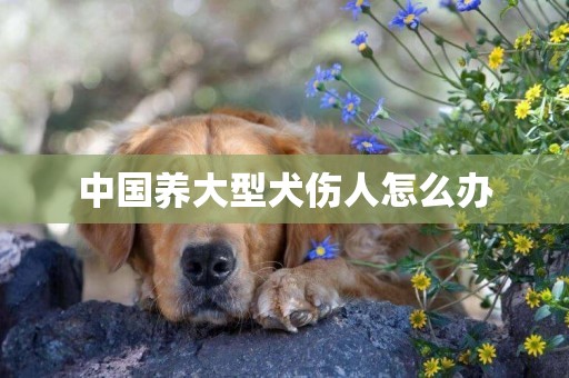 中國養大型犬傷人怎么辦
