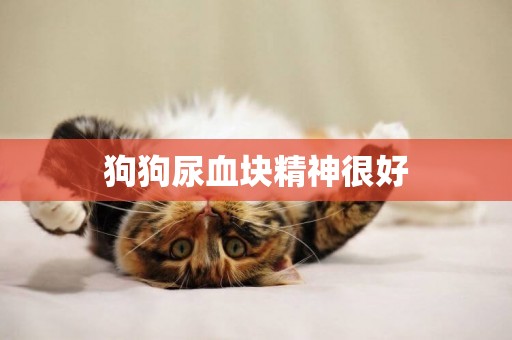 狗狗尿血塊精神很好