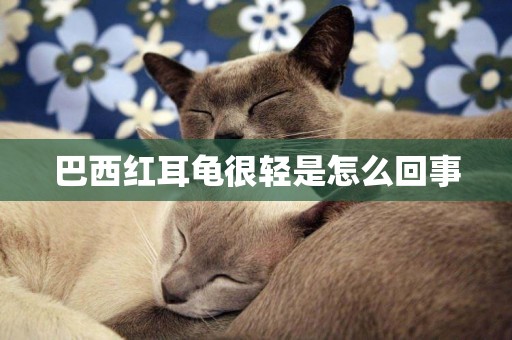 巴西紅耳龜很輕是怎么回事