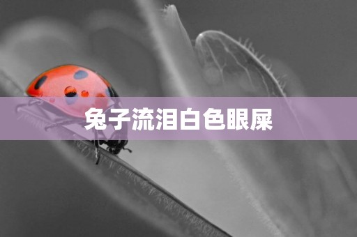 兔子流淚白色眼屎