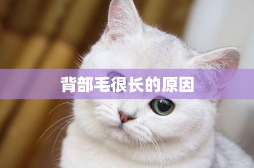 背部毛很長的原因