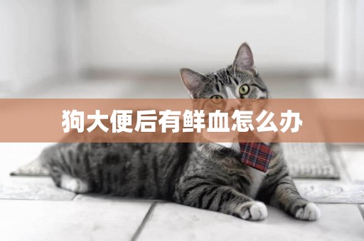 狗大便后有鮮血怎么辦